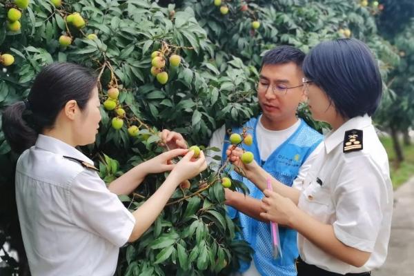 出口荔枝需要办理哪些手续？