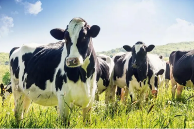 政策解读 | 乳品出口越南有哪些标准要求？